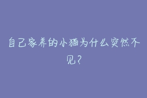 自己家养的小猫为什么突然不见？