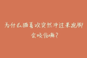 为什么猫喜欢突然冲过来抱脚 会咬伤嘛？