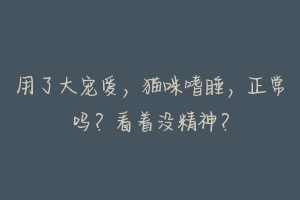 用了大宠爱，猫咪嗜睡，正常吗？看着没精神？