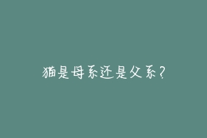 猫是母系还是父系？