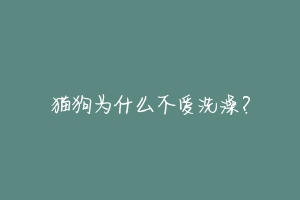 猫狗为什么不爱洗澡？