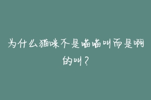 为什么猫咪不是喵喵叫而是啊的叫？