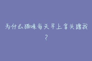 为什么猫咪每天早上拿头蹭我？