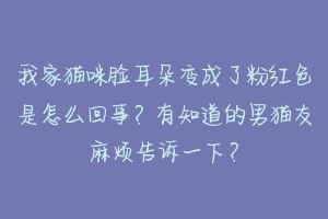 我家猫咪脸耳朵变成了粉红色是怎么回事？有知道的男猫友麻烦告诉一下？