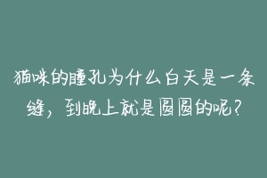 猫咪的瞳孔为什么白天是一条缝，到晚上就是圆圆的呢？