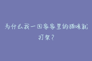 为什么我一回家家里的猫咪就打架？