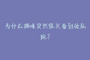 为什么猫咪突然很兴奋到处乱跑？