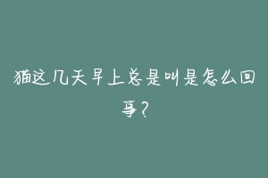 猫这几天早上总是叫是怎么回事？