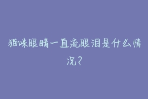 猫咪眼睛一直流眼泪是什么情况？