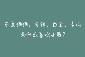 东京猫猫，齐修、白金、青山为什么喜欢小莓？