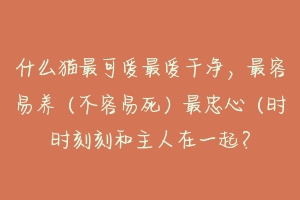 什么猫最可爱最爱干净，最容易养（不容易死）最忠心（时时刻刻和主人在一起？