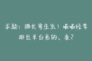 求助：猫长寄生虫！喵喵经常排出米白色的、条？