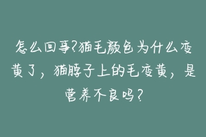 怎么回事?猫毛颜色为什么变黄了，猫脖子上的毛变黄，是营养不良吗？