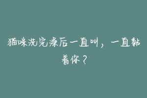 猫咪洗完澡后一直叫，一直黏着你？