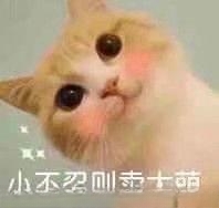 一只猫到了新环境然后不见了怎么办？