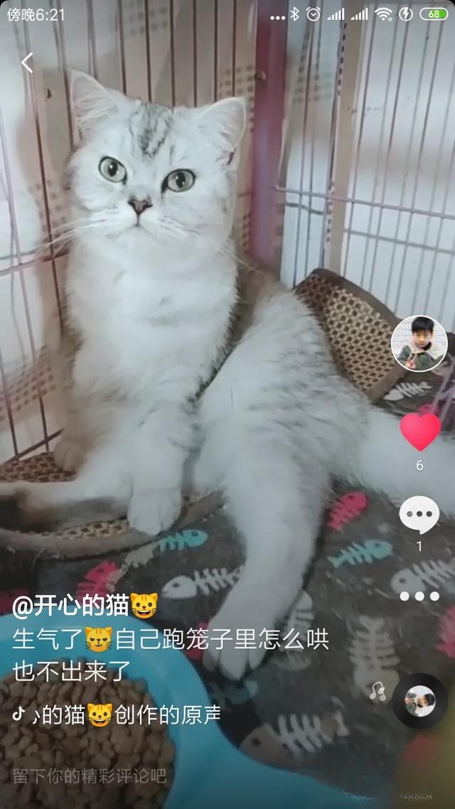 一只猫如果一直黏着你是什么表现？