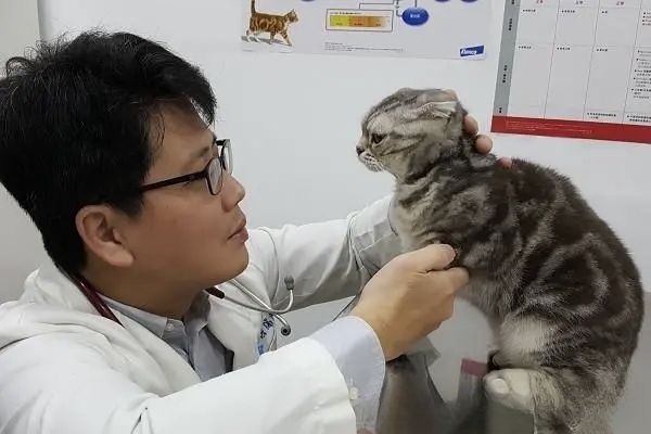 猫咪乱拉屎怎么办？