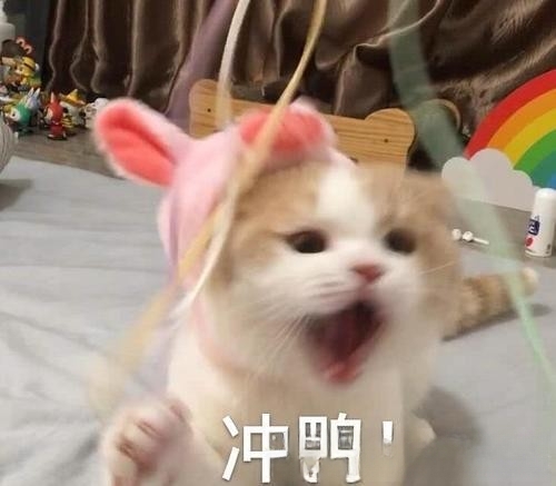 为什么狸花猫老是半夜喜欢叫？