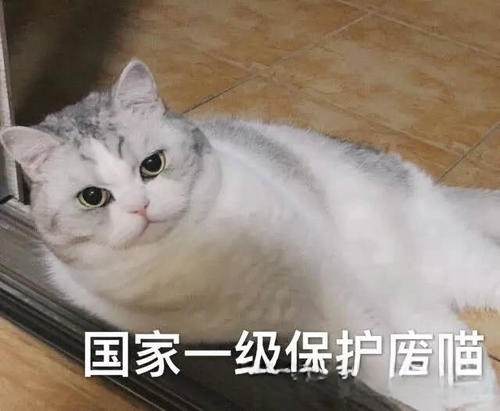 为什么狸花猫老是半夜喜欢叫？