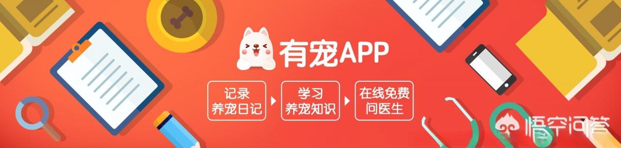 猫咪不吃东西还呕吐是怎么回事，如何调理？