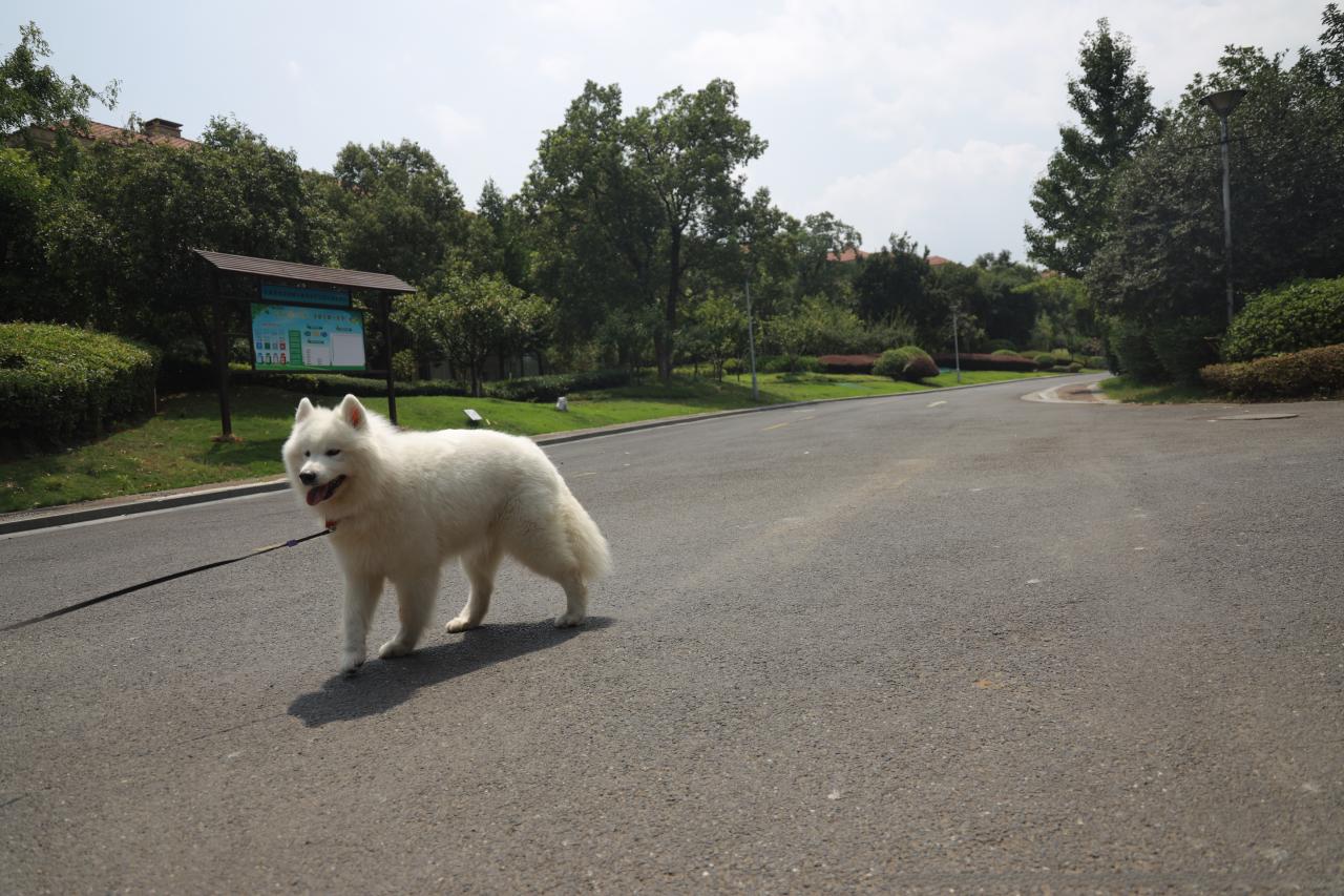 为什么狗狗和猫猫丢了之后还会认得回家的路？