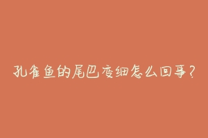 孔雀鱼的尾巴变细怎么回事？