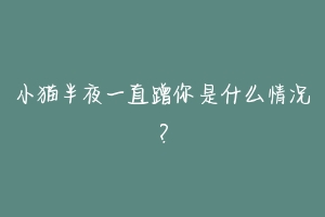 小猫半夜一直蹭你是什么情况？