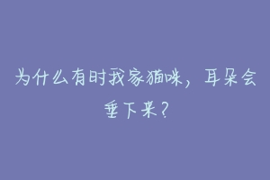 为什么有时我家猫咪，耳朵会垂下来？