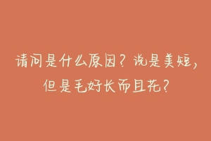 请问是什么原因？说是美短，但是毛好长而且花？