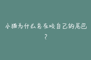 小猫为什么总在咬自己的尾巴？