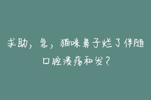 求助，急，猫咪鼻子烂了伴随口腔溃疡和发？