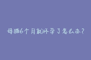 母猫6个月就怀孕了怎么办？