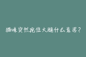 猫咪突然抱住大腿什么意思？