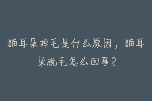 猫耳朵掉毛是什么原因，猫耳朵脱毛怎么回事？