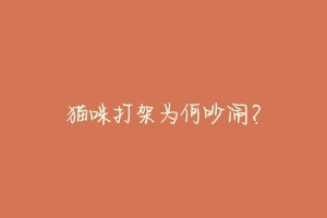 猫咪打架为何吵闹？