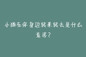 小猫在你身边转来转去是什么意思？