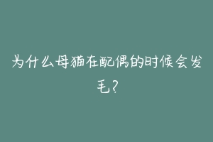 为什么母猫在配偶的时候会发毛？