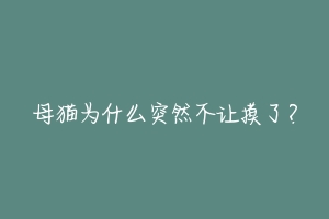 母猫为什么突然不让摸了？