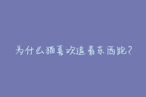 为什么猫喜欢追着东西跑？