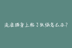 流浪猫身上粘了张纸怎么办？