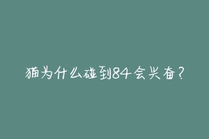 猫为什么碰到84会兴奋？