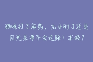 猫咪打了麻药，九小时了还是目光呆滞不会走路！求救？