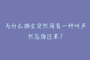 为什么猫会突然间有一种叫声然后弹过来？