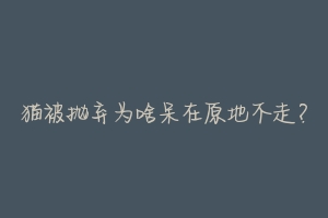 猫被抛弃为啥呆在原地不走？