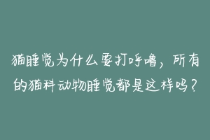 猫睡觉为什么要打呼噜，所有的猫科动物睡觉都是这样吗？