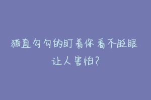 猫直勾勾的盯着你看不眨眼 让人害怕？