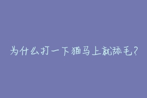 为什么打一下猫马上就舔毛？