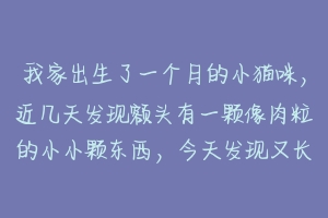 我家出生了一个月的小猫咪，近几天发现额头有一颗像肉粒的小小颗东西，今天发现又长了一颗，现在摸上去？