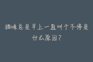 猫咪总是早上一直叫个不停是什么原因？