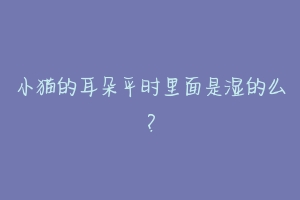 小猫的耳朵平时里面是湿的么？